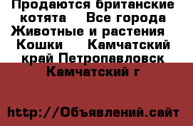 Продаются британские котята  - Все города Животные и растения » Кошки   . Камчатский край,Петропавловск-Камчатский г.